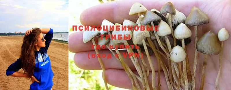 Псилоцибиновые грибы Magic Shrooms  Калтан 